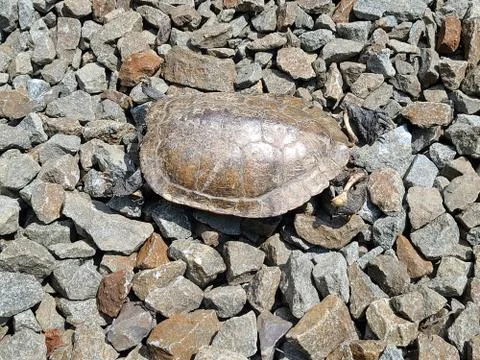 Snapping turtle shell Stock Photos