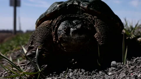 Snapping turtle on side of road in spring Stock Footage 168258337