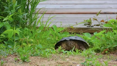 Snapping Turtle Slips Back Beneath the Deck Toward the Water’s Edge Video stock 325634969