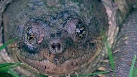 Snapping Turtle slo-mo 4k | Very Close Up 02 Stock Footage 127407315