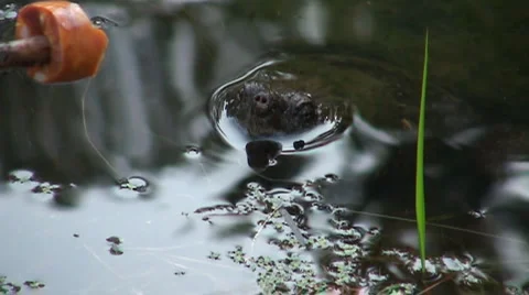 Snapping turtle slow motion 스톡 동영상 3292873