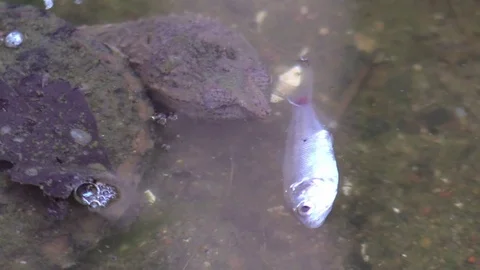 Snapping turtle srikes a fish with lightning speed Stock Footage 79059474