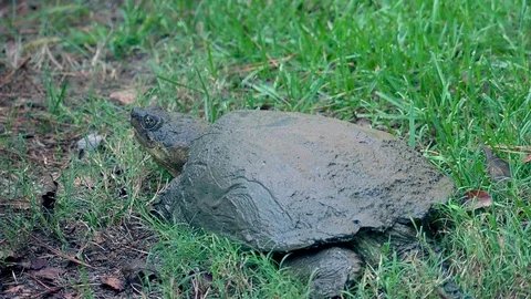 Snapping Turtle | Stands and Lumbers Off - 03 Stock Footage 127403760