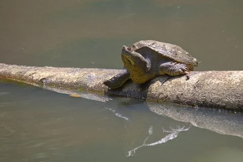 Snapping Turtle Suns Itself on Log Stock Photos