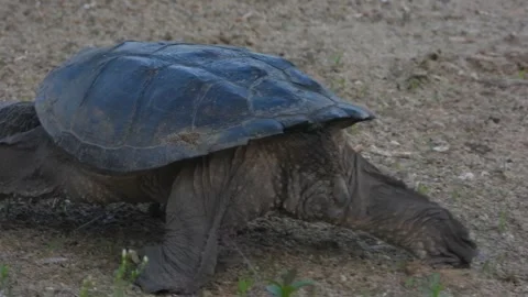 Snapping Turtle Surveys Sand Texture Before Digging Video stock 325633922