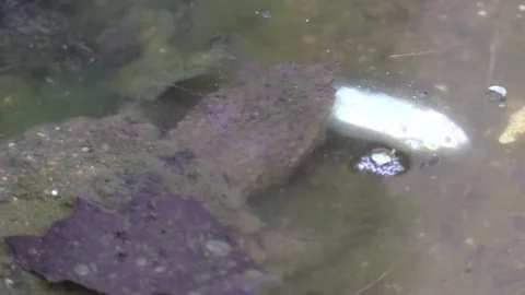 Snapping turtle swallows a fish Stock Footage 79059454