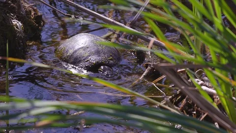 Snapping Turtle in a Swamp Eating. Stock Footage 97600032