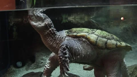 Snapping Turtle Swimming in Aquarium. Aquatic Reptile Swimming in Captivity Video stock 319966197