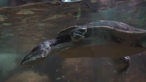 Snapping Turtle Swimming in Aquarium Stock Footage 271118757