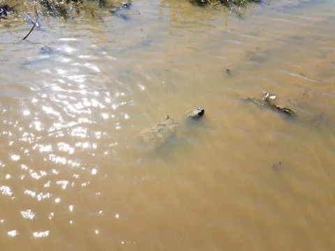 Snapping turtle swimming in murky or muddy water Stock Photos