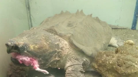 Snapping Turtle in a tank being fed meat Stock Footage 138753957