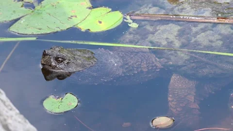 Snapping Turtle - Toronto, cu, sp, pe, ec, ef, swimming Stock Footage 151228362