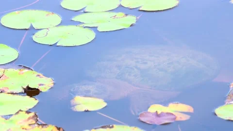 Snapping Turtle - Toronto, cu, swimming, underwater, pan, best Stock Footage 151228364