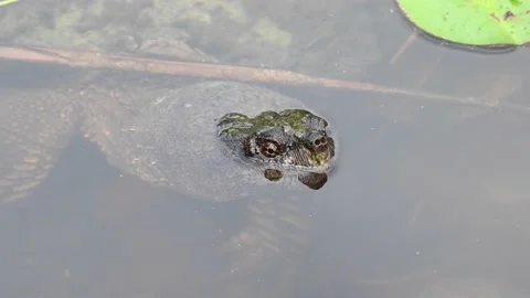 Snapping Turtle - Toronto, ecu, hs, pe, ef, ec 1 Vídeo Stock 151228387