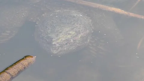 Snapping Turtle - Toronto, ecu, hs, pe, underwater, pe, ec Видео 151228421