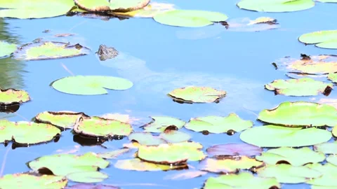 Snapping Turtle - Toronto, mc, swimming, underwater, pan, pe Stock Footage 151228434