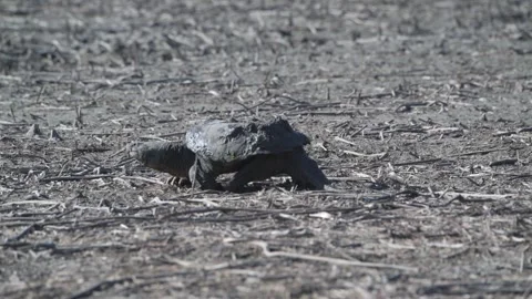 Snapping Turtle trying to find water in a drought-stricken lake. Video stock 250359430