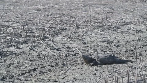 Snapping Turtle trying to find water in a drought-stricken lake. Video stock 250359486