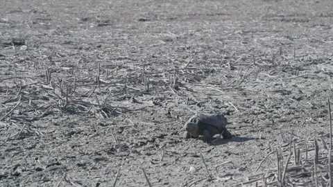 Snapping Turtle trying to find water in a drought-stricken lake. Video stock 250359575
