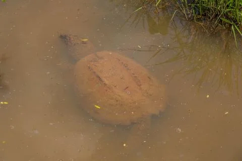 Snapping turtle underwater closeup Stock Photos