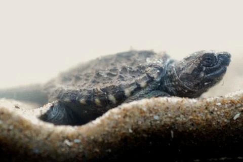 Snapping turtle underwater Stock Photos