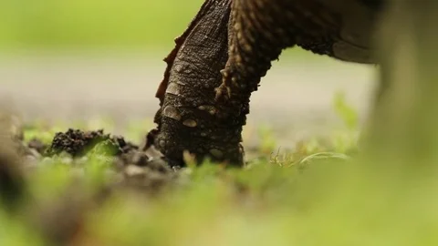 Snapping turtle walking away from camera Stock Footage 83098490