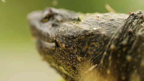 Snapping turtle walking close up 스톡 동영상 119497430