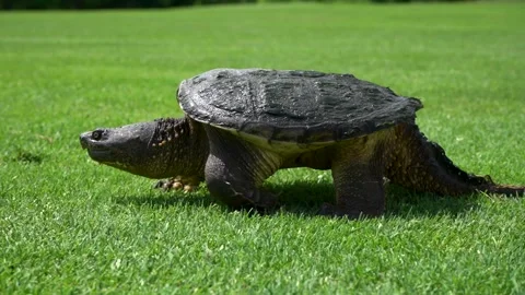 Snapping turtle walking on a golf course fairway. 스톡 동영상 237497052