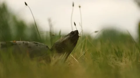 Snapping turtle walking in grass pov Stock Footage 119498325