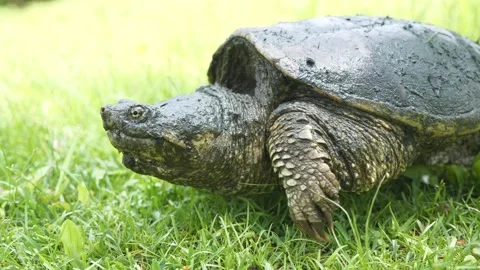 Snapping Turtle Walking Into Pond Stockbeeldmateriaal 242615721