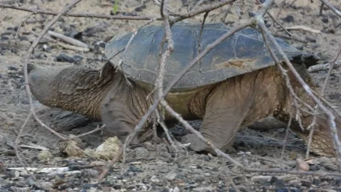 Snapping turtle Walking Slowly Across Burnt Firepit Remains Stock Footage 325633856