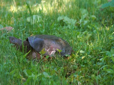 Snapping Turtle walking through grassy area Stock Footage 76986034