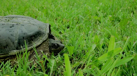 Snapping Turtle walks away Stock Footage 35336693