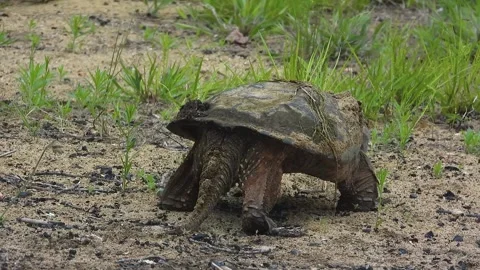 Snapping Turtle Walks Off With Body Raised High in Defiance Video stock 325635194