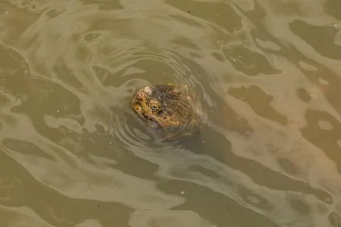 Snapping turtle in the water Stock Photos