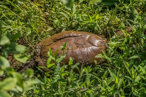 Snapping turtle in the wetlands Stock Photos
