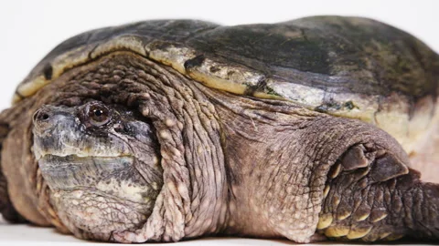 Snapping turtle on a white background Stock Footage 256736640