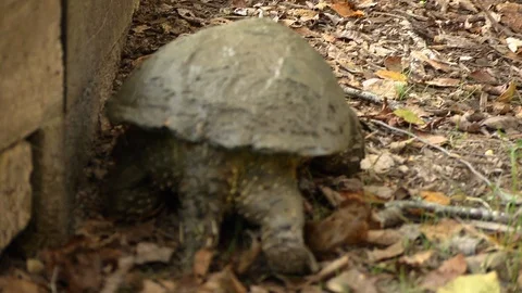 Snapping Turtle | Wide Following - 07 Stock Footage 127403975