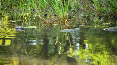 Snapping Turtles And Beaver Stock Footage 26451449