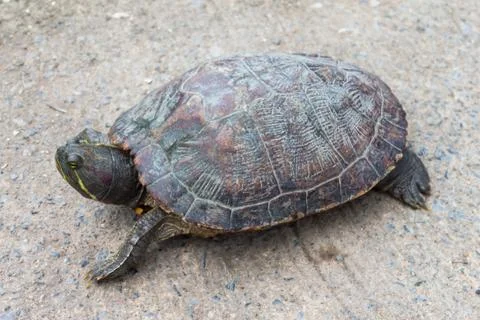 Snapping turtles Stock Photos