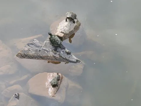 Snapping Turtles Stock Photos