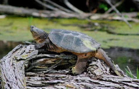 Snappling turtle basking Stock Photos