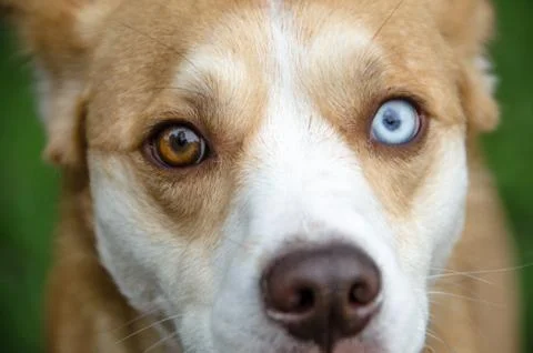 Snapshot of dog staring at camera Stock Photos
