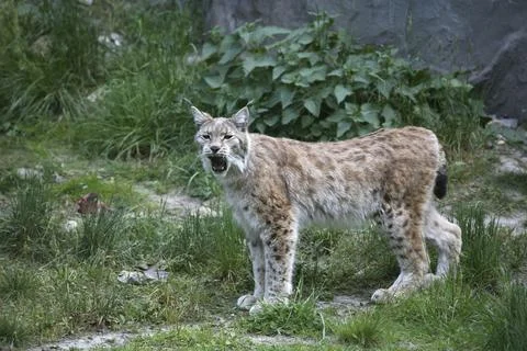 Snarling cat Stock Photos