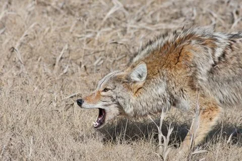 Snarling coyote Stock Photos