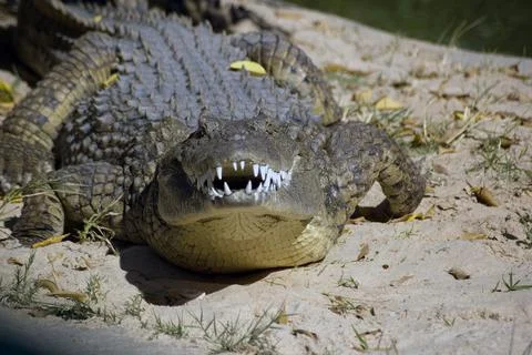 Snarling Crocodile Stock Photos