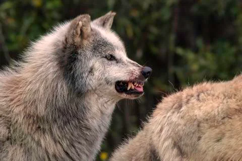 Snarling grey wolf with blood on its muzzle Stock Photos