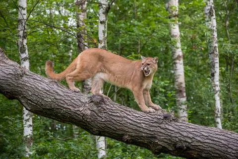 Snarling Mountain Lion climbing Down a Leaning Tree Stock Photos
