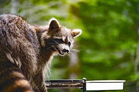 Snarling Racoon Stock Photos