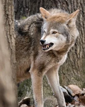 Snarling Red Wolf Stock Photos